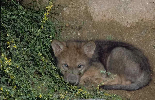 Gray wolf pup photo print - wolf,