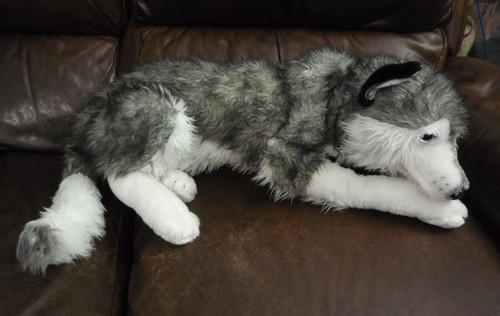 Husky malamute puppy dog - husky,