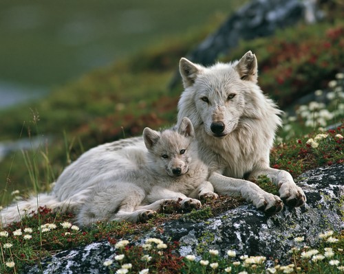 White wolf pup - white, resting