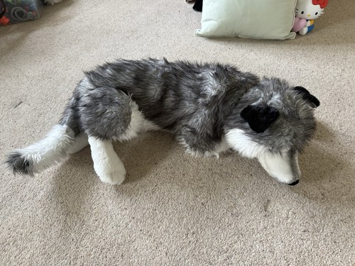 Husky malamute puppy dog wolf - husky,